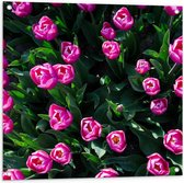 Tuinposter – Fel Roze Tulpen - 80x80cm Foto op Tuinposter  (wanddecoratie voor buiten en binnen)