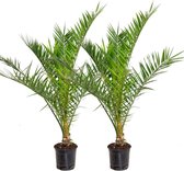 2x Phoenix Canariensis - Canarische Dadelpalm - Palm - Winterhard - ⌀19 cm - 65-85 cm