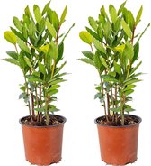 Laurier | Laurus Nobilis per 2 stuks - Buitenplant in kwekerspot ⌀15 cm - ↕30-40 cm