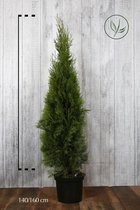 10 stuks | Westerse Levensboom 'Smaragd' Pot 140-160 cm Extra kwaliteit - Compacte groei - Langzame groeier - Weinig onderhoud