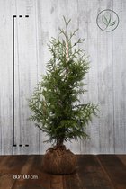 10 stuks | Reuzenlevensboom 'Excelsa' Kluit 80-100 cm - Compacte groei - Geurend - Snelle groeier - Weinig onderhoud - Zeer winterhard