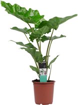 Kamerplant van Botanicly – Olifantsoor – Hoogte: 90 cm – Alocasia portodora