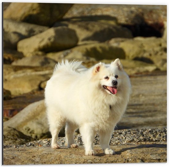 Dibond - Genietende Hond in de Natuur - 50x50cm Foto op Aluminium (Met Ophangsysteem)