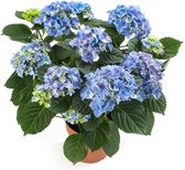 Hortensia Mainstream | Blauw