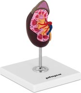 physa Anatomisch model nier - levensgroot