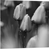 Acrylglas - Zwart Wit Foto van Tulpjes - 80x80cm Foto op Acrylglas (Met Ophangsysteem)