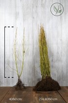 25 stuks | Kornoeltje Blote wortel 40-60 cm - Bladverliezend - Bloeiende plant - Geschikt als hoge haag - Groeit breed uit - Informele haag