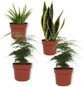 Set van 4 Kamerplanten - 2x Asparagus Plumosus & 1x Aloe Vera Clumb & 1x Sansevieria Superba - ± 25cm hoog - 12cm diameter