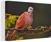 Canvas schilderij 140x90 cm - Wanddecoratie Tortelduif - Takken - Vogel - Muurdecoratie woonkamer - Slaapkamer decoratie - Kamer accessoires - Schilderijen