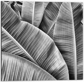 Dibond - Bladeren in Zwart Wit - 50x50cm Foto op Aluminium (Wanddecoratie van metaal)