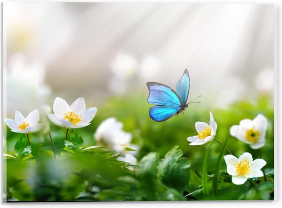 Acrylglas - Vrolijke Blauwe Vlinder bij Witte Bloemen - 40x30cm Foto op Acrylglas (Met Ophangsysteem)