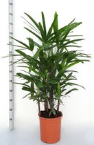 Kamerplant van Botanicly – Bamboepalm – Hoogte: 100 cm – Rhapis Excelsa
