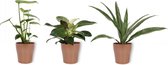 Set van 3 Kamerplanten - Philodendron White Wave & Monstera Deliciosa & Dracaena Warnecki  - ±  30cm hoog - 12cm diameter - in koperen metallic look pot
