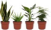 Set van 4 Kamerplanten - Aloe Vera & Asparagus Plumosus & Sansevieria Superba & Strelitzia Reginae- ± 25cm hoog - 12cm diameter