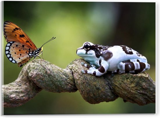 Acrylglas - Vlinder met Kikker op Stam - 40x30cm Foto op Acrylglas (Met Ophangsysteem)