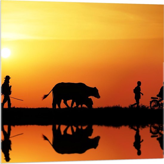 Acrylglas - Grazende Koeien tijdens Zonsondergang - 80x80cm Foto op Acrylglas (Met Ophangsysteem)