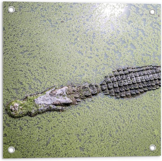 Tuinposter – Krokodil in Groen Water - 50x50cm Foto op Tuinposter  (wanddecoratie voor buiten en binnen)