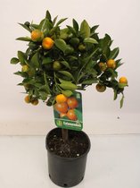 Kamerplant van Botanicly – Citrus Calamondin – Hoogte: 60 cm