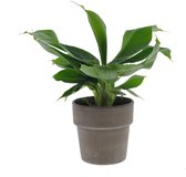 Kamerplant van Botanicly – Bananen plant in grijze terracottapot als set – Hoogte: 35 cm – Musa