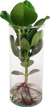 Clusia Princess op water in Cylinderglas - 25 cm - Hellogreen Kamerplanten