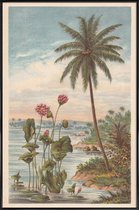 JUNIQE - Poster met kunststof lijst Lotus Flowers -13x18 /Bruin &