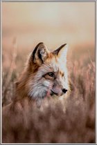 JUNIQE - Poster met kunststof lijst Fox in Reeds -40x60 /Bruin &