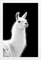 JUNIQE - Poster met houten lijst Llama -13x18 /Wit & Zwart