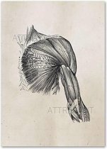 Anatomy Poster Shoulder White - 30x40cm Canvas - Multi-color