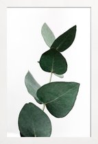 JUNIQE - Poster in houten lijst Eucalyptus 4 -40x60 /Groen