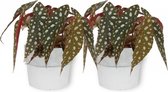 2x Kamerplant Begonia Maculata – Stippenbegonia - ± 20cm hoogte – 12 cm diameter - in witte betonnen pot