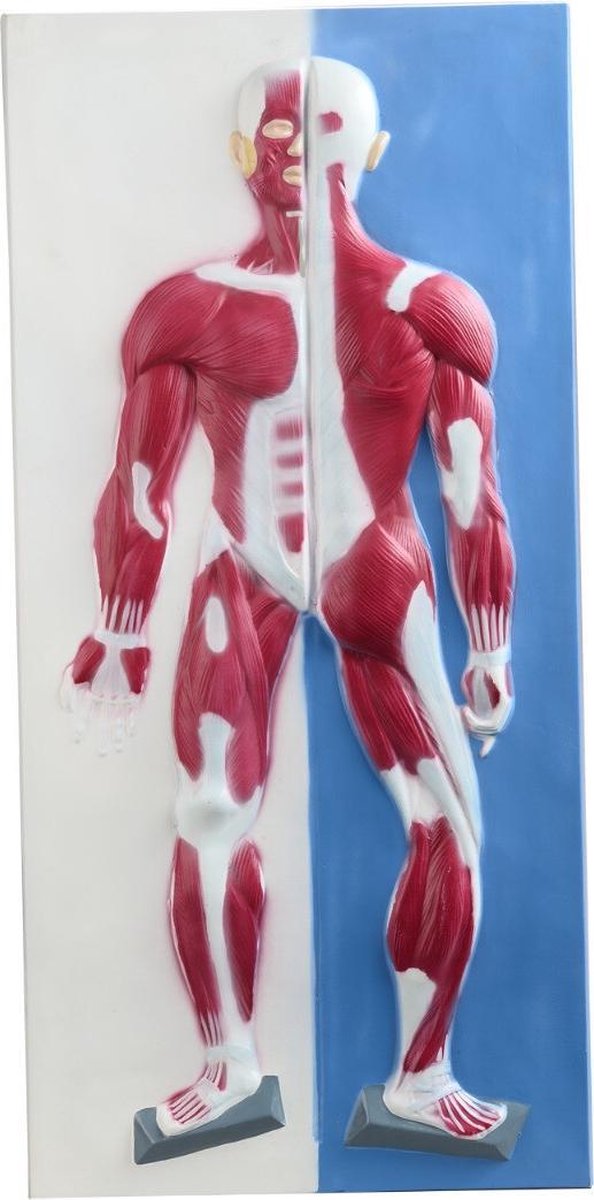 Anatomisch model 3D Wandplaat Met Handgreep - Spieren ST- ATM146