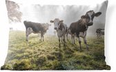 Sierkussen Friese koe voor buiten - Een mistige ochtend bij de Friese koeien in het weiland - 50x30 cm - rechthoekig weerbestendig tuinkussen / tuinmeubelkussen van polyester