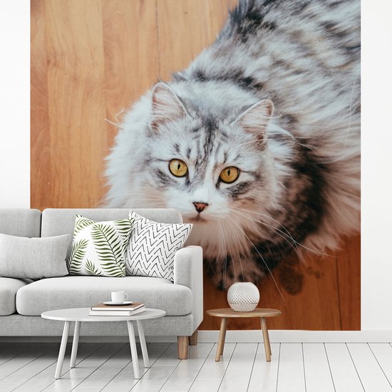 Papier peint photo en vinyle - Looking up Maine Coon cat largeur 260 cm x hauteur 260 cm - Tirage photo sur papier peint (disponible en 7 tailles)
