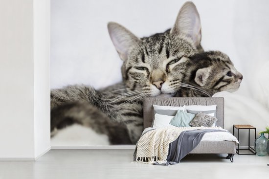 Papier peint vinyle - Deux chats American Shorthair câlins largeur 390 cm x hauteur 260 cm - Tirage photo sur papier peint (disponible en 7 tailles)