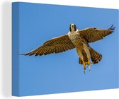 Un faucon pèlerin vole contre un ciel bleu clair Toile 120x80 cm - Tirage photo sur toile (Décoration murale salon / chambre)