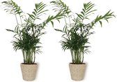 2x Kamerplant Chamaedorea – Mexicaanse Dwergpalm - ± 30cm hoog – 12 cm diameter - in beige mand