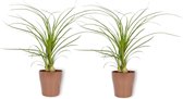 2x Kamerplant Nolina Recurvata - Olifantspoot - ±  25cm hoog - 12cm diameter  - in koperkleurige pot