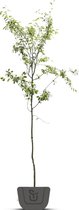 Krentenboom | Amelanchier Lamarkii | Stamomtrek: 10-12 cm