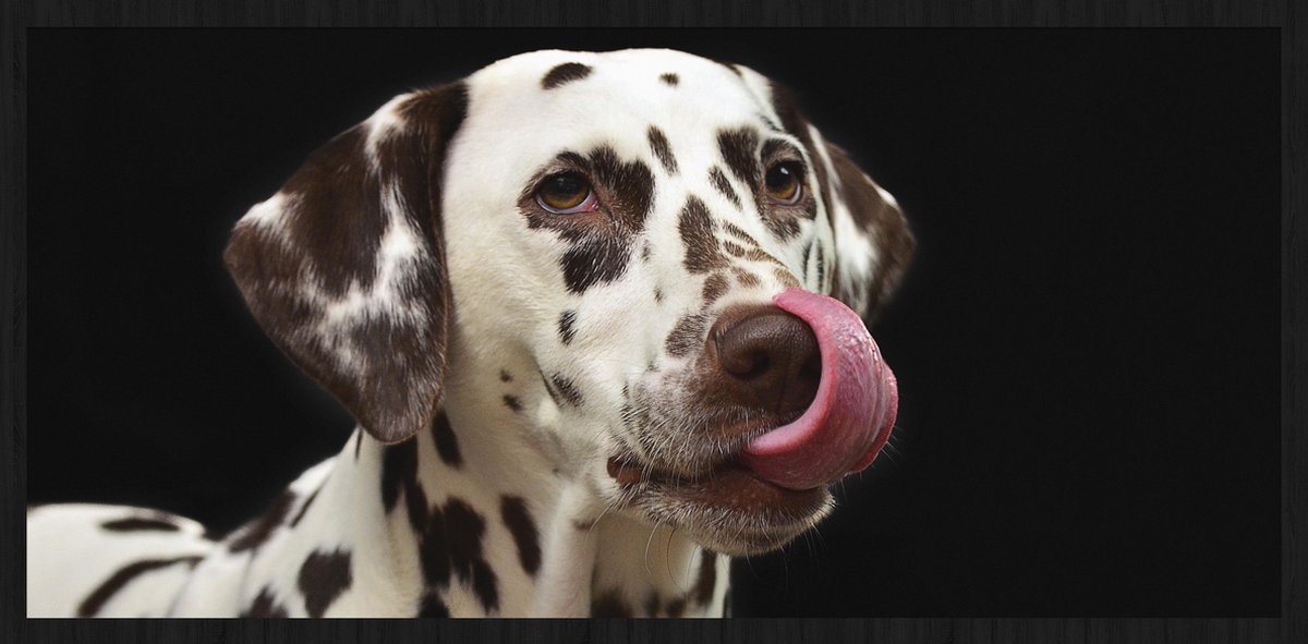 Schilderij - Dalmatiër - hond - Collectie faces - Forex met zwarte lijst - 98x48cm