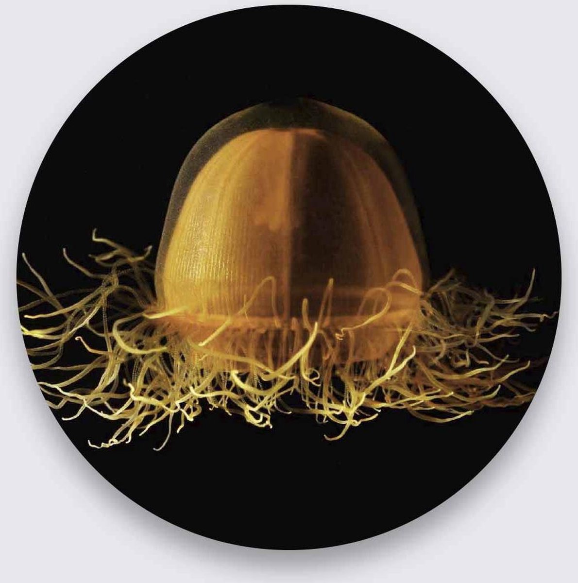 Schilderij - kwal - Collectie Wonder life - Pure Metal - 50 cm rond