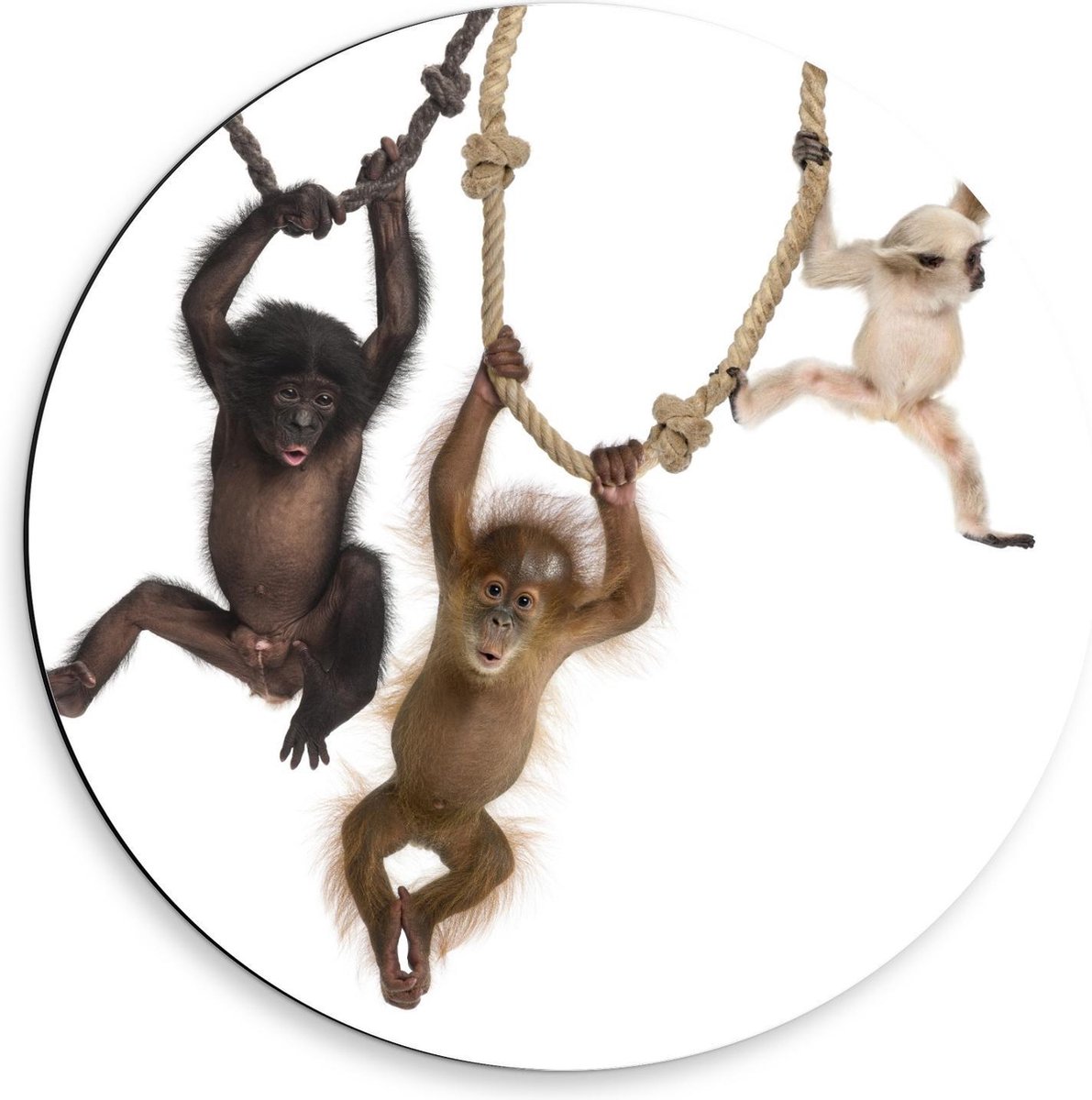 Dibond Wandcirkel - Slingerende Baby Aapjes - 50x50cm Foto op Aluminium Wandcirkel (met ophangsysteem)