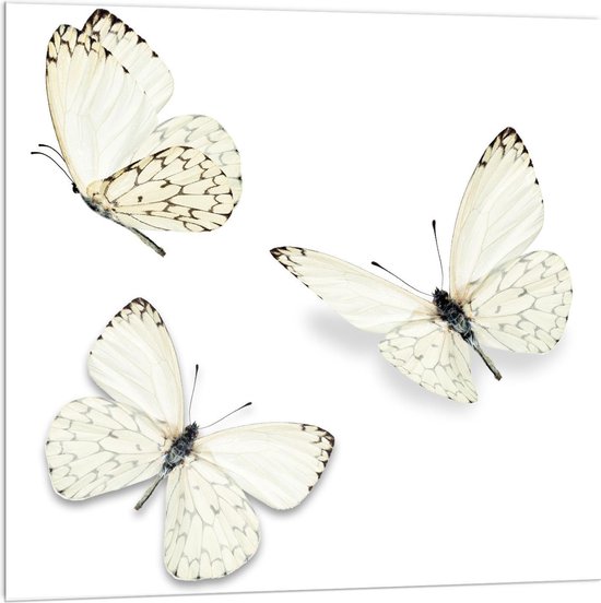 Acrylglas - Vlinders op Witte Achtergrond - 100x100cm Foto op Acrylglas (Met Ophangsysteem)