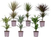 Kamerplanten van Botanicly – 6 × Drakenboom – Hoogte: 75 cm – Dracaena derem.