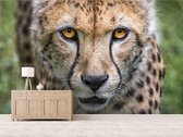 Professioneel Fotobehang Cheetah close-up - bruin - Sticky Decoration - fotobehang - decoratie - woonaccesoires - inclusief gratis hobbymesje - 520 cm breed x 350 cm hoog - in 7 verschillende