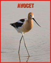 Avocet