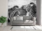 Professioneel Fotobehang Zebrakoppel - zwart wit - Sticky Decoration - fotobehang - decoratie - woonaccesoires - inclusief gratis hobbymesje - 355 cm breed x 240 cm hoog - in 7 verschillende 