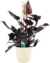 Kamerplant van Botanicly – Philodendron Ruby incl. crème kleurig sierpot als set – Hoogte: 70 cm
