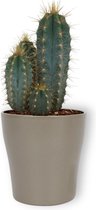 Cactus Pilosocereus Azureus  - ± 25 cm hoog – 12cm diameter - in zilverkleurige pot