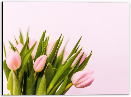 Dibond - Roze Tulpen met Groene Bladeren - 40x30cm Foto op Aluminium (Met Ophangsysteem)