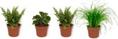 Set van 4 Kamerplanten - 2x Nephrolepis Vitale & 1x Cyperus Zumula & 1x Peperomia Green Gold - ± 25cm hoog - 12cm diameter